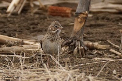 Bruant vesperal (Vesper Sparrow)