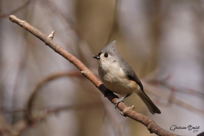 Mésange bicolore (Tufted Titmouse)