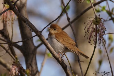 Grive fauve (Veery)