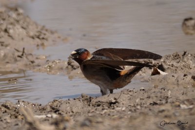 Hirondelle  front blanc (Cliff Swallow)