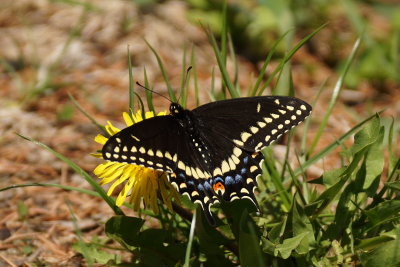 Papillon du celeri - Papilio polyxenes