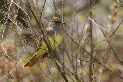 Tyran hupp (Great Crested Flycatcher)