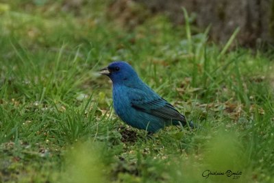 Passerin indigo (Indigo Bunting)