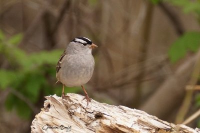 Bruant  couronne blanche (White-crowned Sparrow)