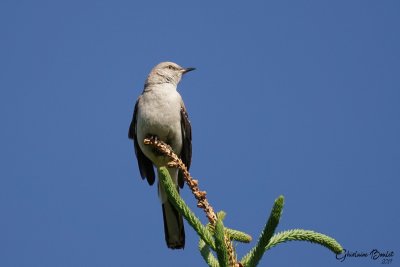 Moqueur polyglotte (Northern Mockingbird)