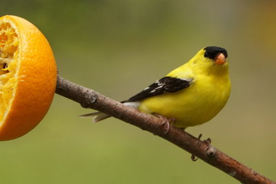 Chardonneret jaune (American Goldfinch)