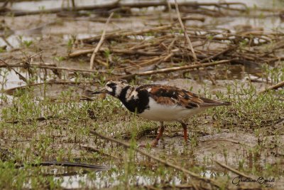 Tournepierre  collier (Ruddy Turnstone)