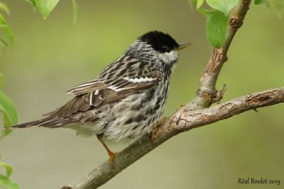 Paruline raye (Blackpoll Warbler)