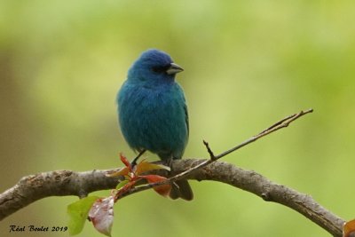 Passerin indigo (Indigo Bunting) 