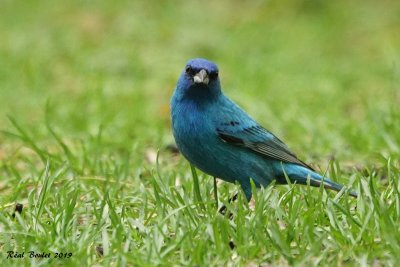 Passerin indigo (Indigo Bunting) 