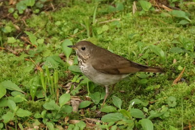 Grive  joues grises (Gray-cheeked Thrush)