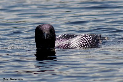 Plongeon huard (Common Loon)