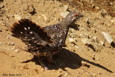 Tétras du Canada (Spruce Grouse)