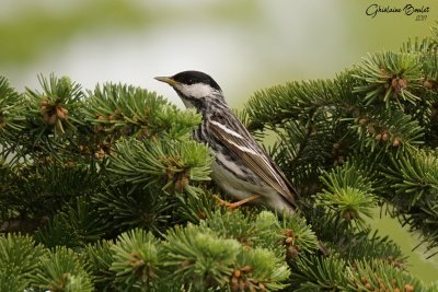 Paruline raye (Blackpoll Warbler)