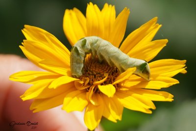 Chenille  chevrons (Melanchra adjuncta)