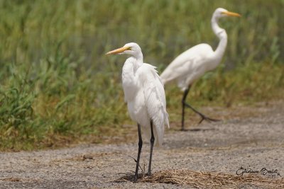 Grande Aigrette (Great Egret)