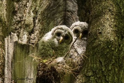 Chouette raye (Barred Owl)