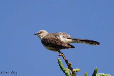 Moqueur polyglotte (Northern Mockingbird)