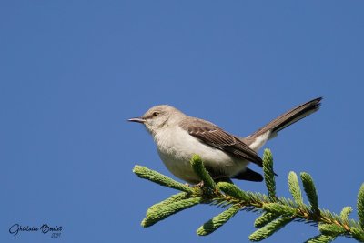 Moqueur polyglotte (Northern Mockingbird)