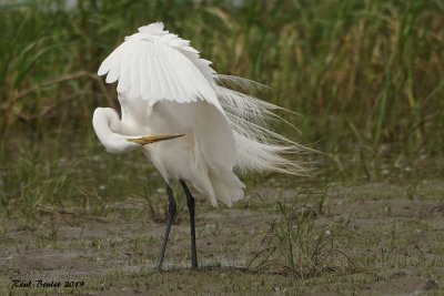 Grande Aigrette (Great Egret)