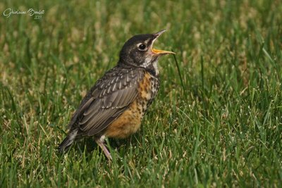 Merle d'Amrique (American Robin)