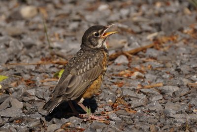 Merle d'Amrique (American Robin)