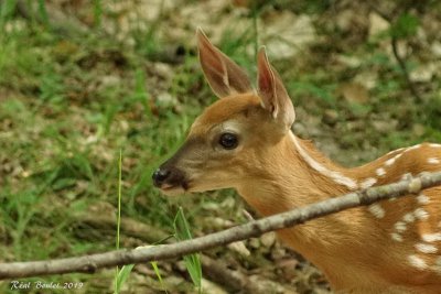 Cerf de Virginie