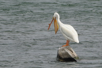 Plican d'Amrique (American White Pelican)