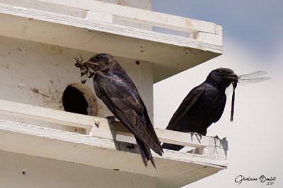 Hirondelle noire (Purple Martin)