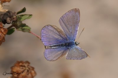 Bleu argent (Glaucopsyche lygdamus couper)