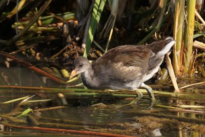 Gallinule d'Amrique (Common Moorhen)