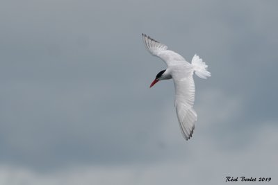 Sterne caspienne (Caspian Tern)