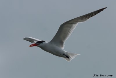 Sterne caspienne (Caspian Tern)
