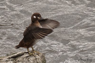 Arlequin plongeur (Harlequin Duck)