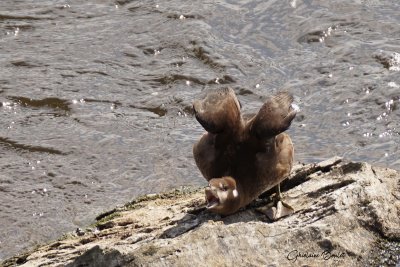 Arlequin plongeur (Harlequin Duck)