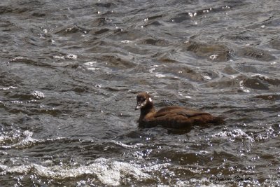 Arlequin plongeur (Harlequin Duck)