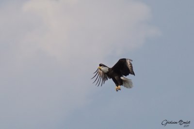 Pygargue  tte blanche (Bald Eagle)