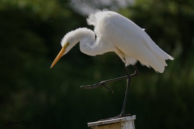 Grande Aigrette (Great Egret)