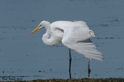 Grande Aigrette (Great Egret)