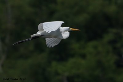 Grande Aigrette (Great Egret)