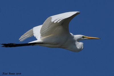 Grande Aigrette (Great Egret)