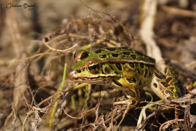 Grenouille verte