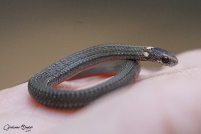 Couleuvre  ventre rouge