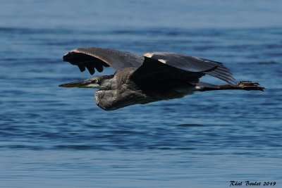Grand Hron (Great Blue Heron)