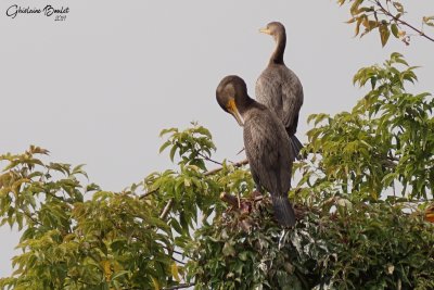 Cormoran  aigrettes (Double-crested Cormorant)