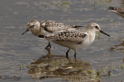 Bcasseau sanderling (Sanderling)
