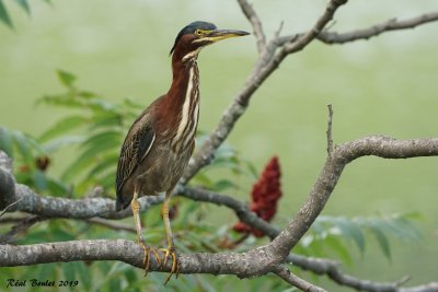 Héron vert (Green-backed Heron)