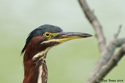 Héron vert (Green-backed Heron)
