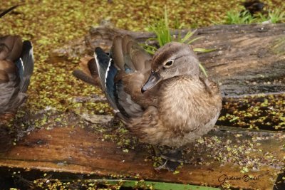 Canard branchu (Wood Duck) 