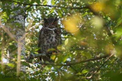 Grand-duc d'Amrique (Great Horned Owl)